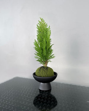 Open image in slideshow, Mini Christmas Tree Cupressus Goldcrest JGL MossBall
