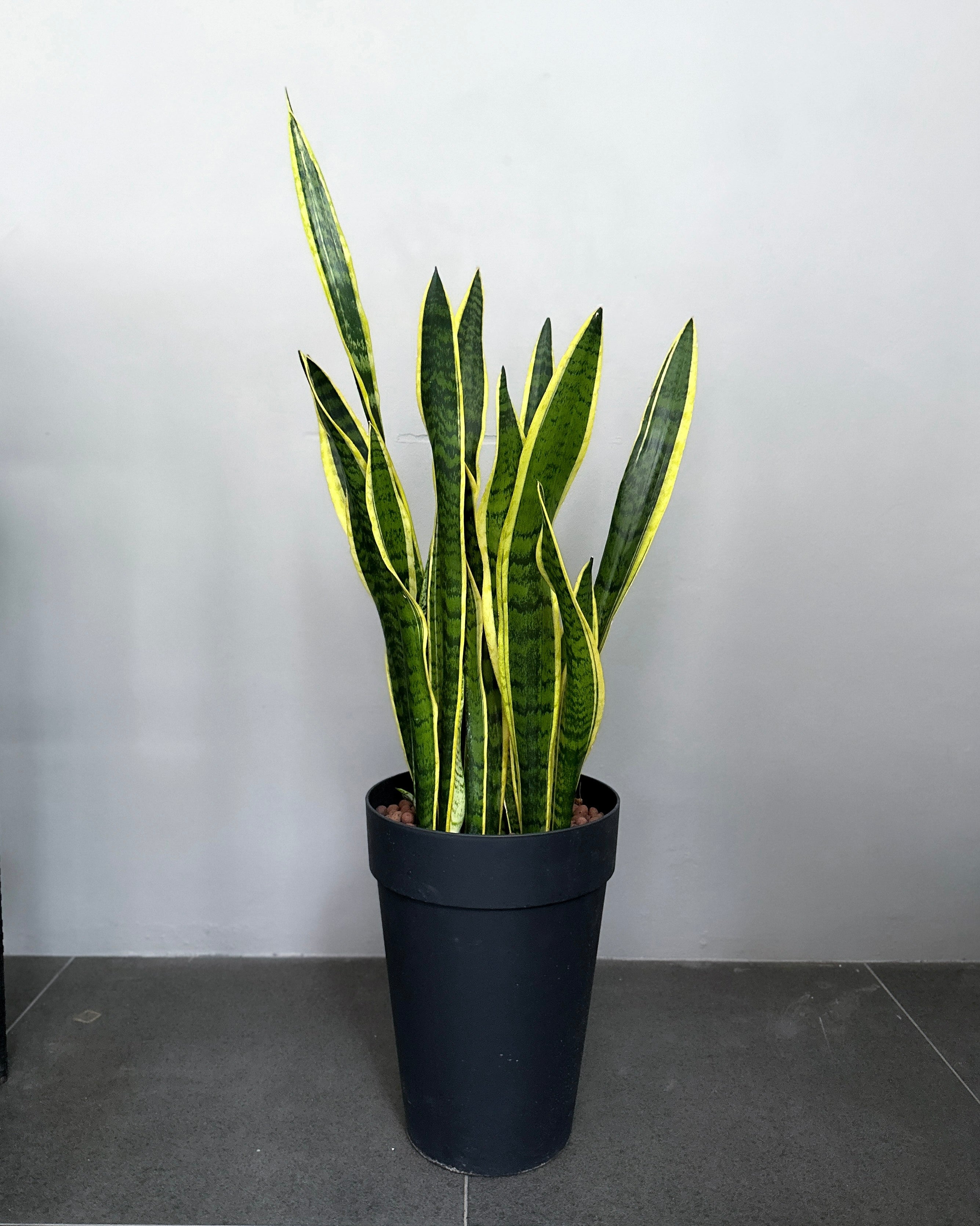 Sansevieria Trifasciata ; JUNGALORE | Singapore